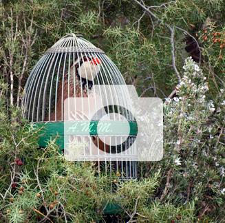 Galeria de fotos