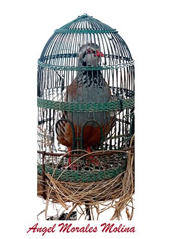 Angel Morales Molina