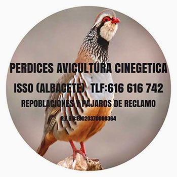 Perdices Avicultura Cinegetica